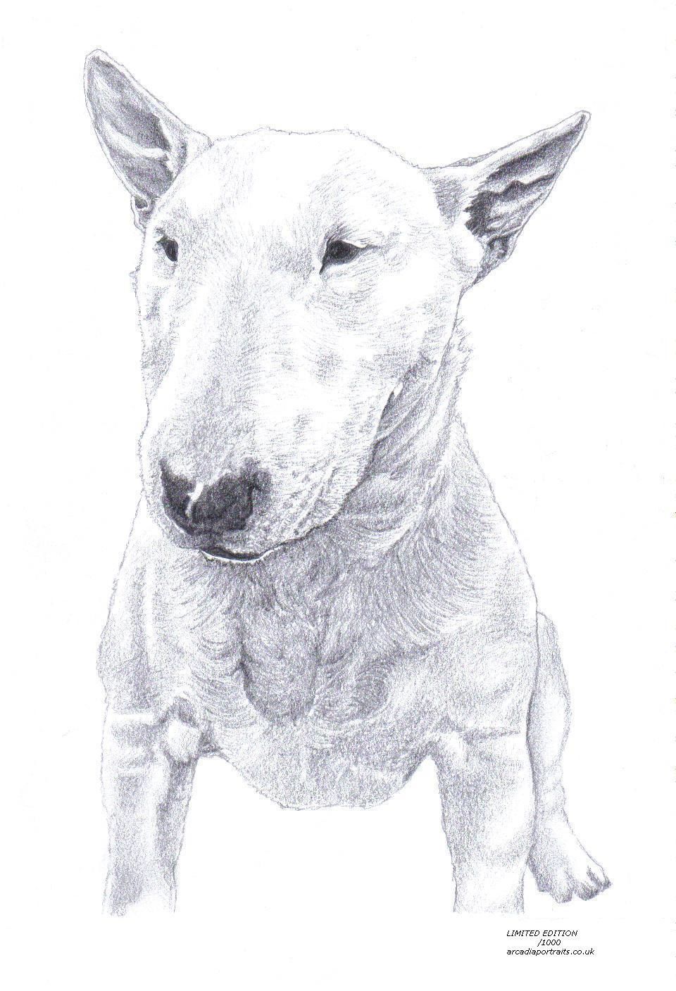 960x1408 Bull Terrier - Bull Terrier Drawing