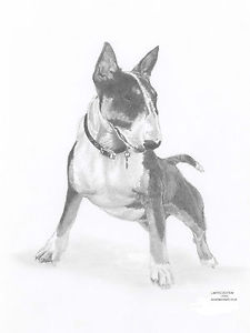 225x300 Bull Terrier Dog Ltd Edit Art Drawing Print Sizes Card - Bull Terrier Drawing