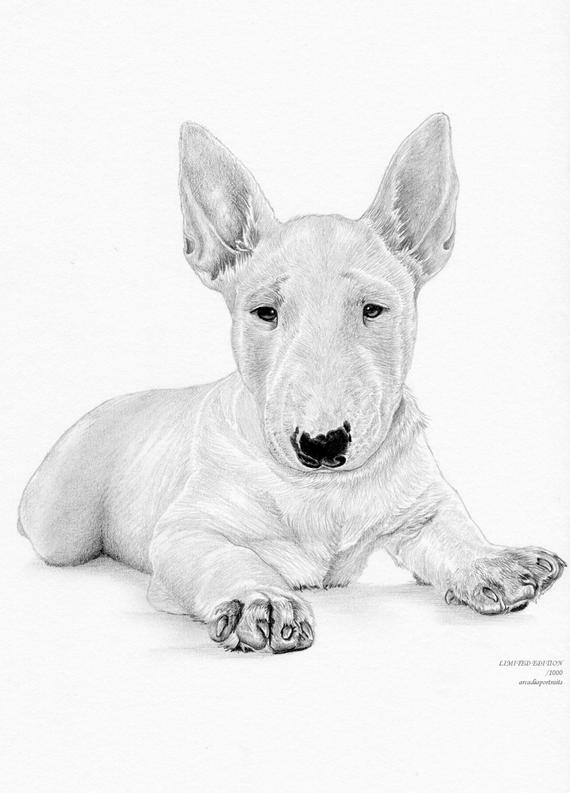 570x793 Bull Terrier Puppy Dog Limited Edition Art Drawing Print Etsy - Bull Terrier Drawing