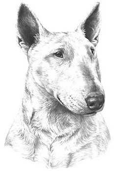 235x350 bull terrier drawing print pencil drawings bull terrier, dogs - Bull Terrier Drawing