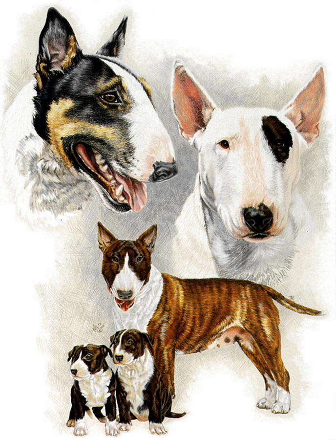 688x900 Bull Terrier Drawing - Bull Terrier Drawing