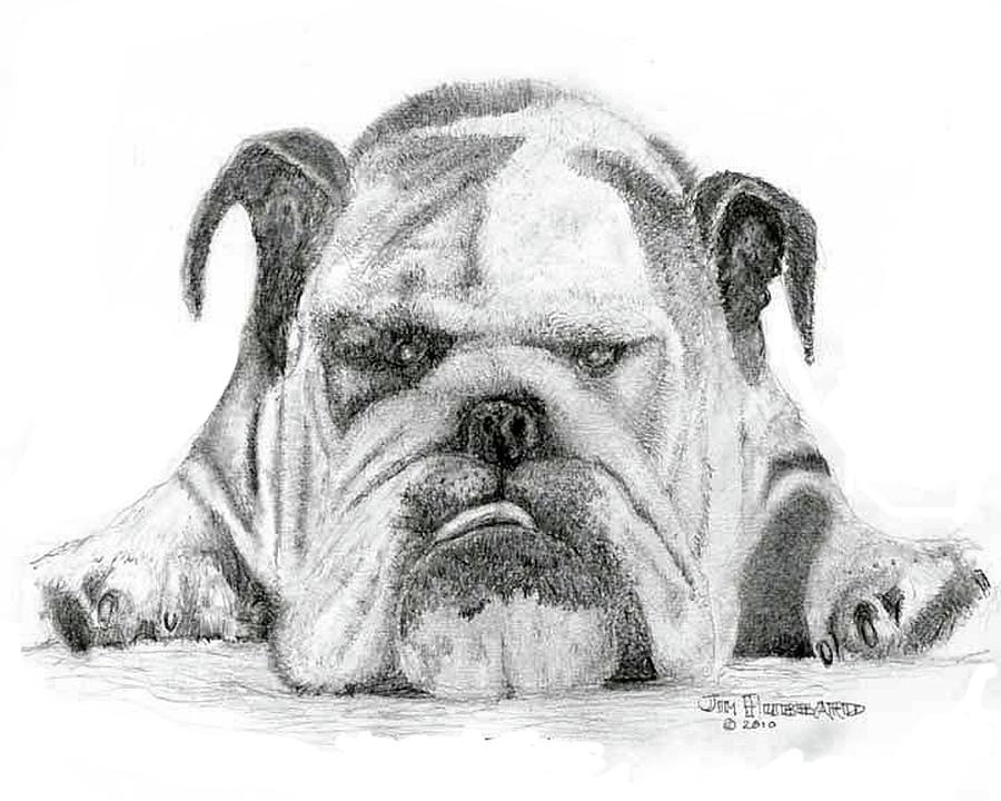 900x720 English Bulldog Drawing - Bulldog Drawing