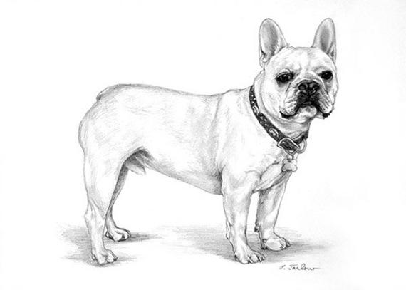 570x407 french bulldog art print bulldog artwork frenchie dog art etsy - Bulldog Drawing