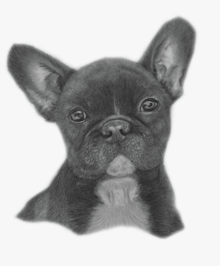 744x900 French Bulldog Drawing - Bulldog Drawing