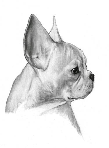 375x509 French Bulldog Drawing - Bulldog Drawing