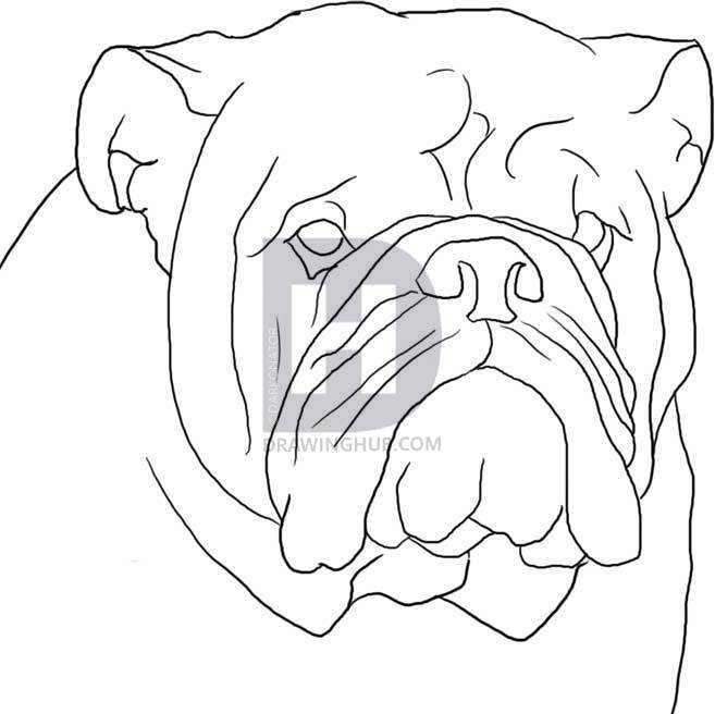 657x656 How To Draw A Bulldog, Step - Bulldog Drawing