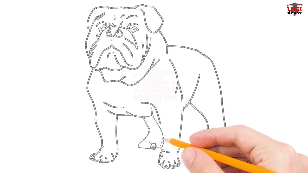 1280x720 How To Draw A Bulldog Step - Bulldog Drawing