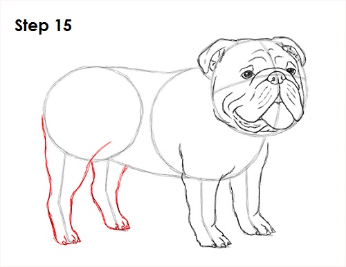 500x386 How To Draw A Bulldog - Bulldog Drawing