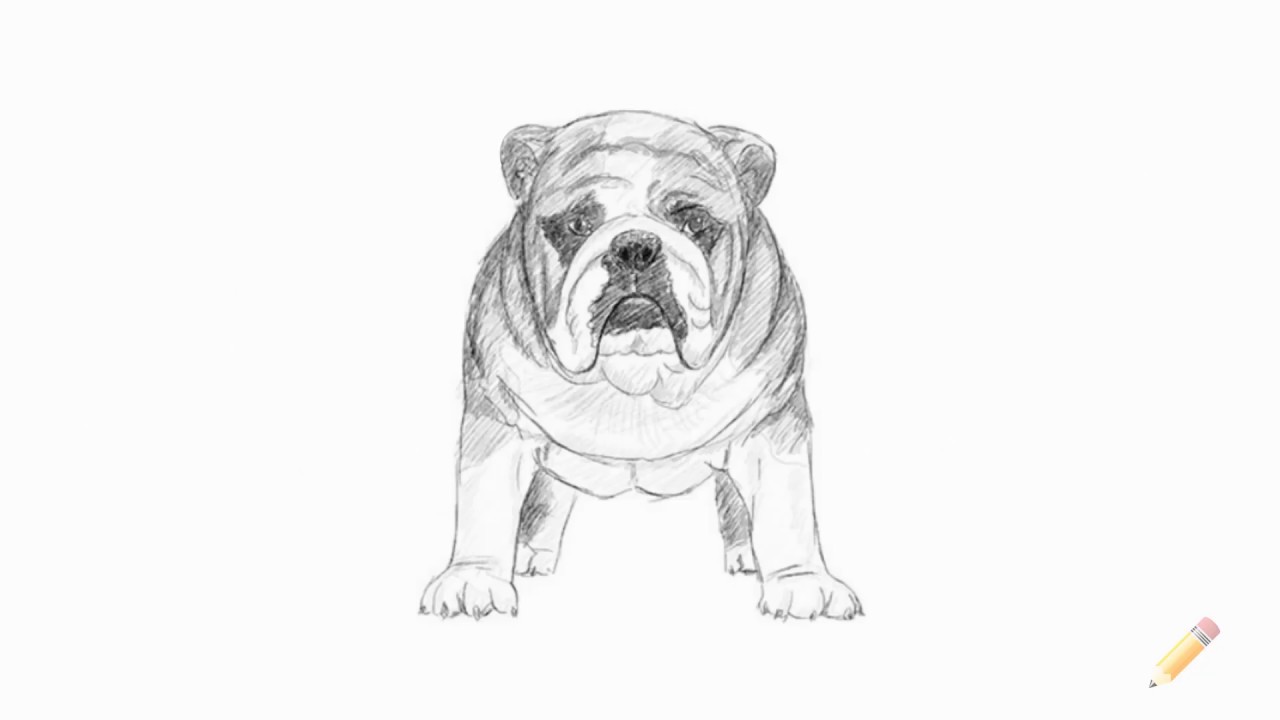 1280x720 How To Draw An English Bulldog - Bulldog Drawing