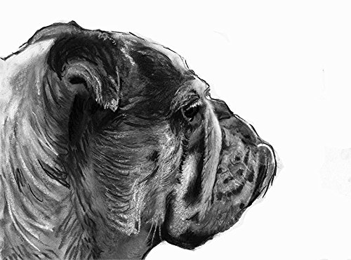 500x370 bulldog drawing wall art print, bulldog gift, bulldog - Bulldog Drawing