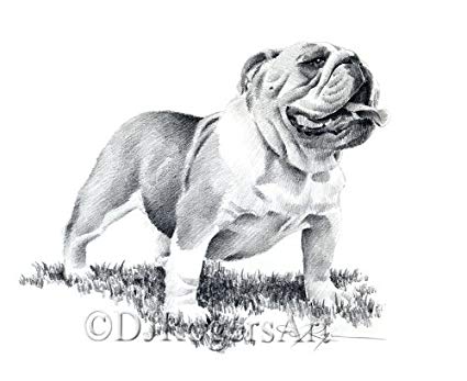 425x347 Bulldog Pencil Drawing Art Print - Bulldog Drawing