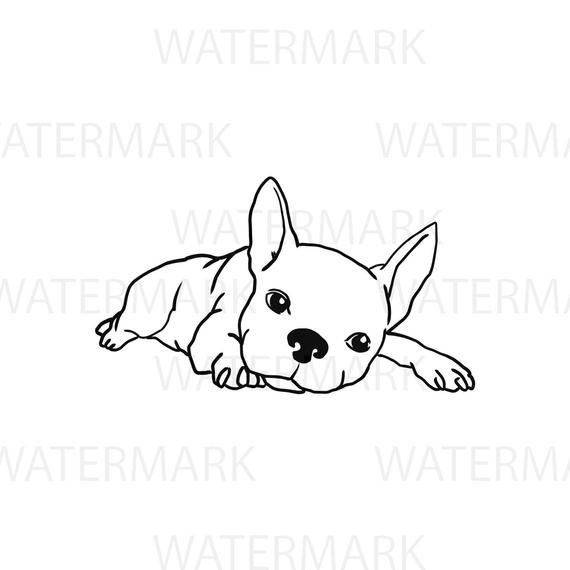 570x570 Cute French Bulldog Looking - Bulldog Drawing Cute