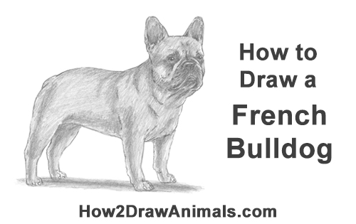 500x315 How To Draw A Dog - Bulldog Drawing Cute