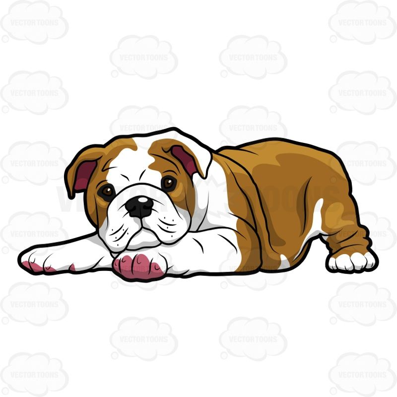 800x800 natural cherry pet living english bulldog puppies, bulldog - Bulldog Drawing Cute