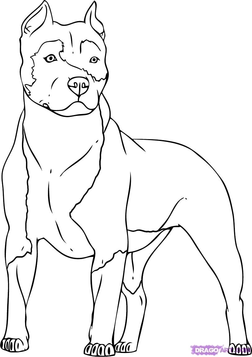 813x1152 Bulldog Drawing Easy Pitbull - Bulldog Drawing Easy