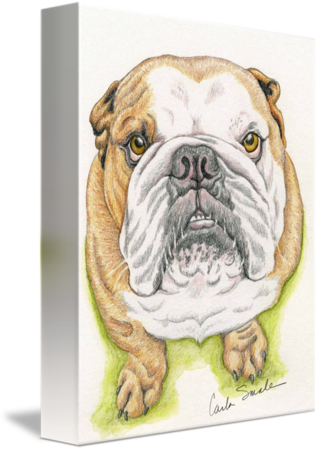 458x650 English Bulldog Drawing - Bulldog Drawing Pictures