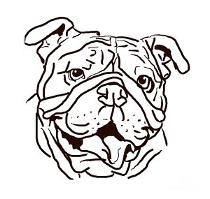 300x285 English Bulldog Drawings Fine Art America - Bulldog Drawing Pictures