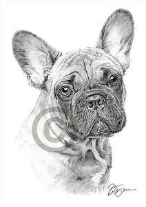 212x300 French Bulldog Art Pencil Drawing Print Only Signed - Bulldog Drawing Pictures