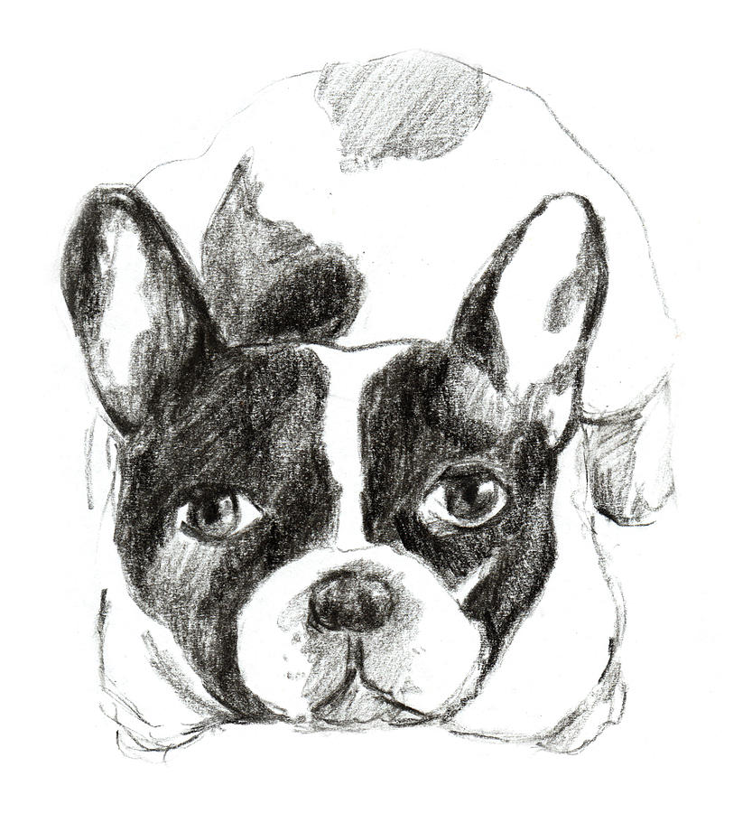 833x900 French Bulldog Charcoal Drawing Drawing - Bulldog Drawing Pictures