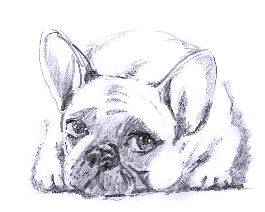 900x721 French Bulldog Drawing - Bulldog Drawing Pictures