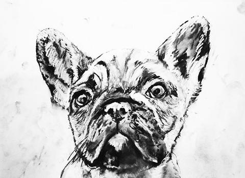 480x349 french bulldog print, charcoal french bulldog drawing,dog gift - Bulldog Drawing Pictures