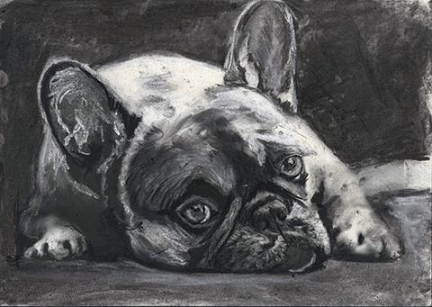 480x341 frenchie, charcoal art print, black french bulldog,gift for french - Bulldog Drawing Pictures