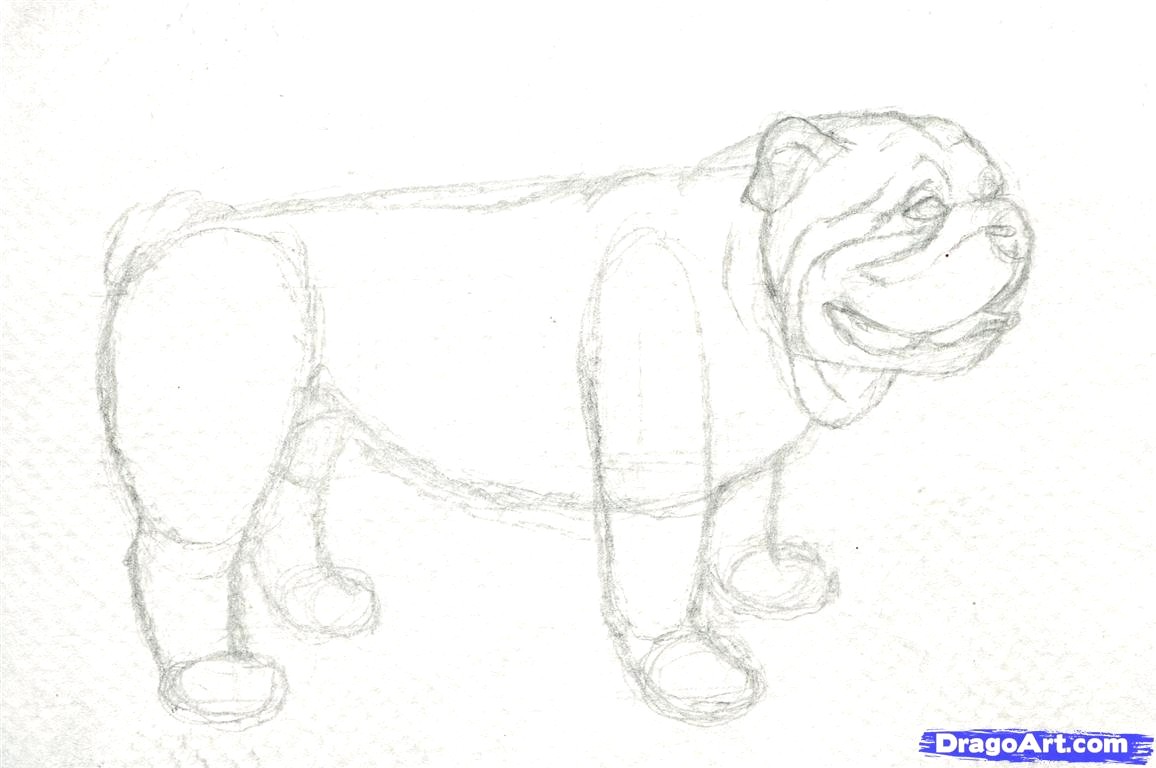1156x768 How To Draw A Real Dog Step - Bulldog Drawing Pictures