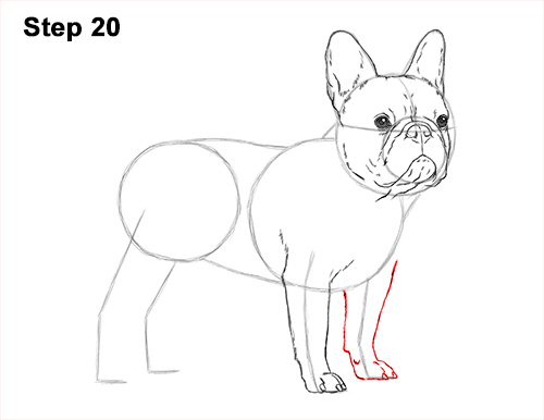 500x386 How To Draw A Dog - Bulldog Drawing Pictures