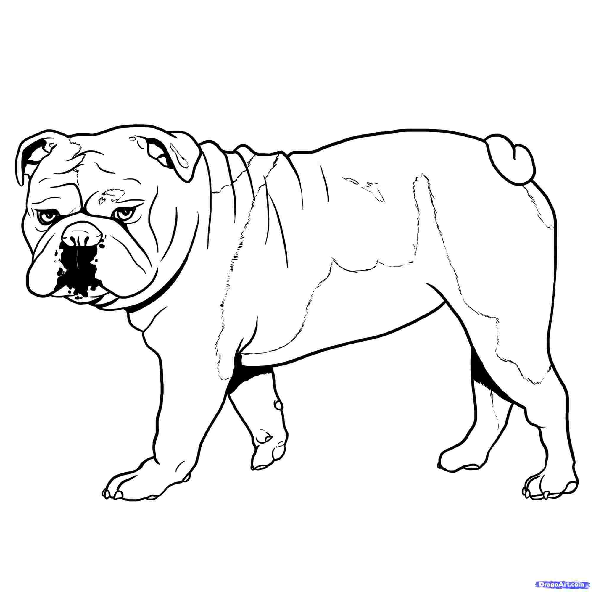 2014x2014 Draw Bulldog Precious Easy Step - Bulldog Drawing Step By Step