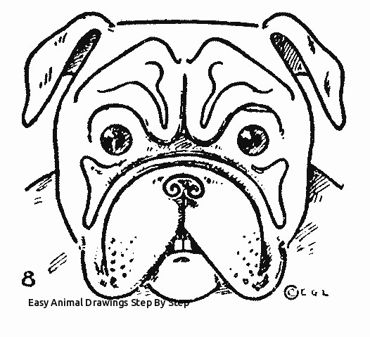 526x479 Easy Animal Drawings Step - Bulldog Drawing Step By Step