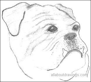 311x279 Bulldog Drawings In Black And White - Bulldog Drawings Images