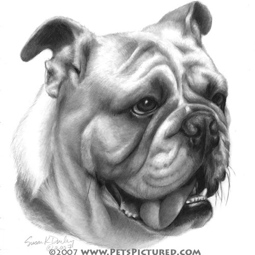 500x500 Dog Breed Portrait Art - Bulldog Drawings Images