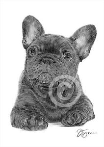 212x300 French Bulldog Puppy Art Pencil Drawing Print Only Signed - Bulldog Drawings Images