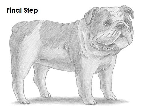 500x386 How To Draw A Bulldog - Bulldog Drawings Images