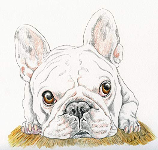 527x500 French Bulldog Original Drawing Pet Dog Art X - Bulldog Drawings Images
