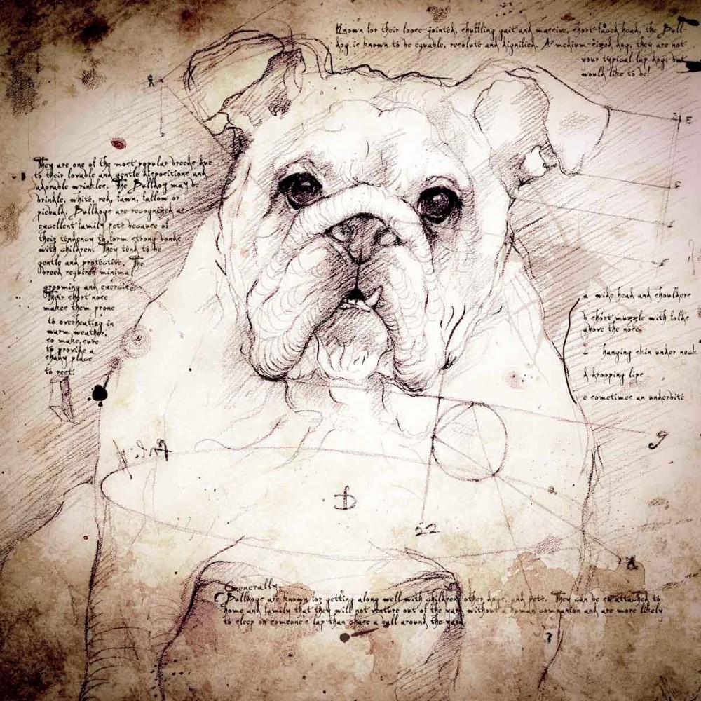 1000x1000 British Bulldog Face Detail Of A Da Vinci Style Drawing - Bulldog Face Drawing