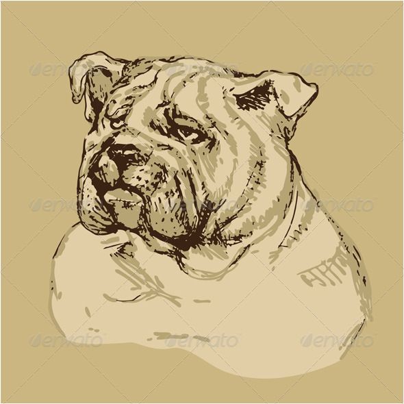 590x590 Hand Drawn Vintage Bulldog Head - Bulldog Head Drawing