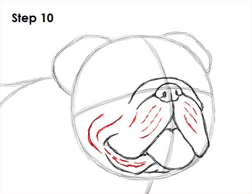 500x386 How To Draw A Bulldog - Bulldog Head Drawing