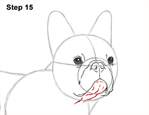 500x386 How To Draw A Dog - Bulldog Line Drawing