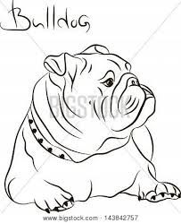203x249 English Bulldog Line Drawing - Bulldog Line Drawing