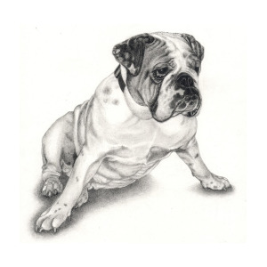 300x300 Bulldog Puppy Drawing - Bulldog Puppy Drawing