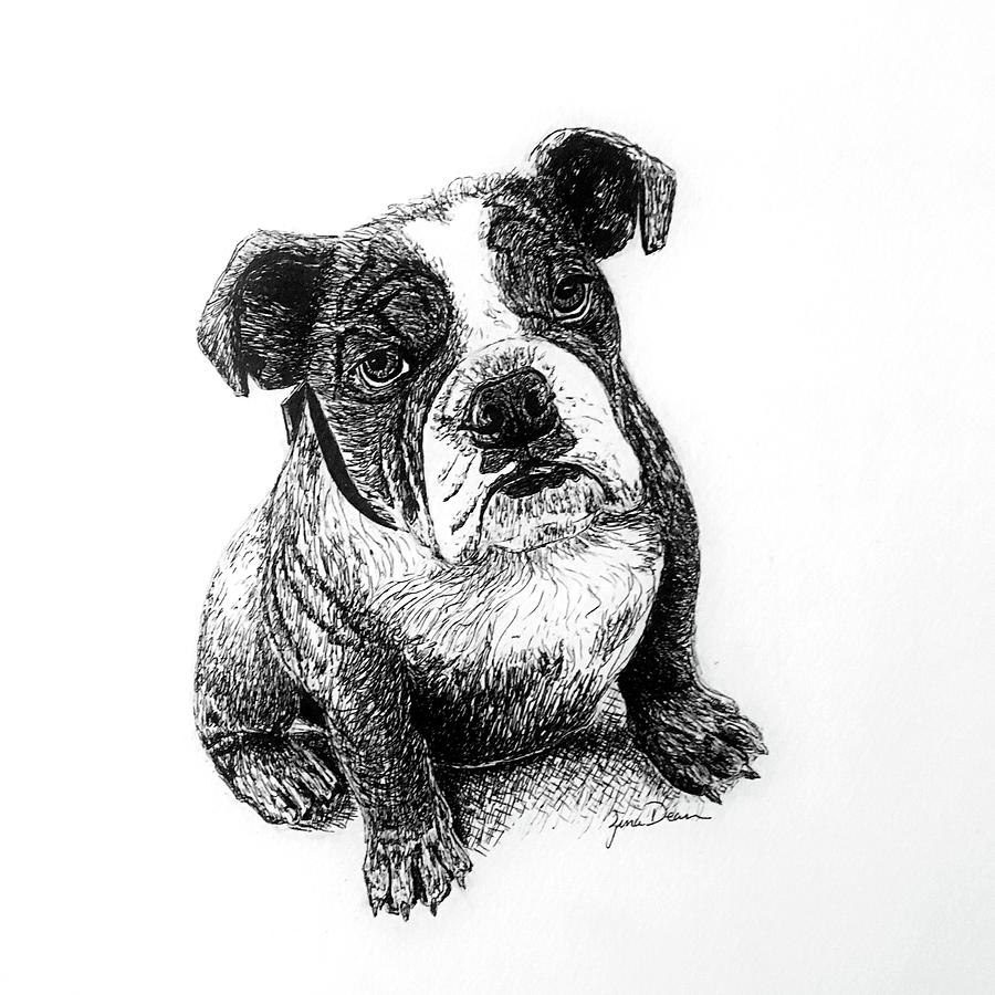 900x900 Bulldog Puppy Drawing - Bulldog Puppy Drawing