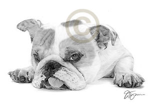 300x212 English Bulldog Puppy Dog Pencil Drawing Artwork Size - Bulldog Puppy Drawing