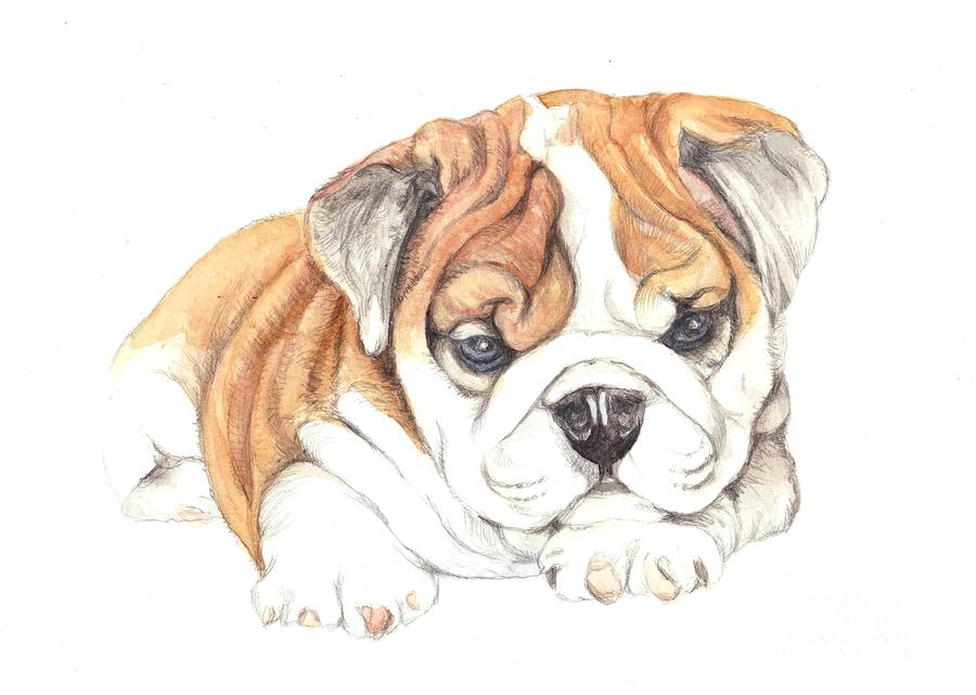 900x641 English Bulldog Puppy Drawing - Bulldog Puppy Drawing