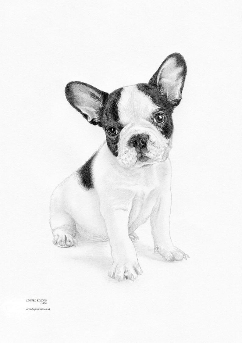 794x1125 French Bulldog Puppy Limited Edition Art Drawing Print Signed Etsy - Bulldog Puppy Drawing