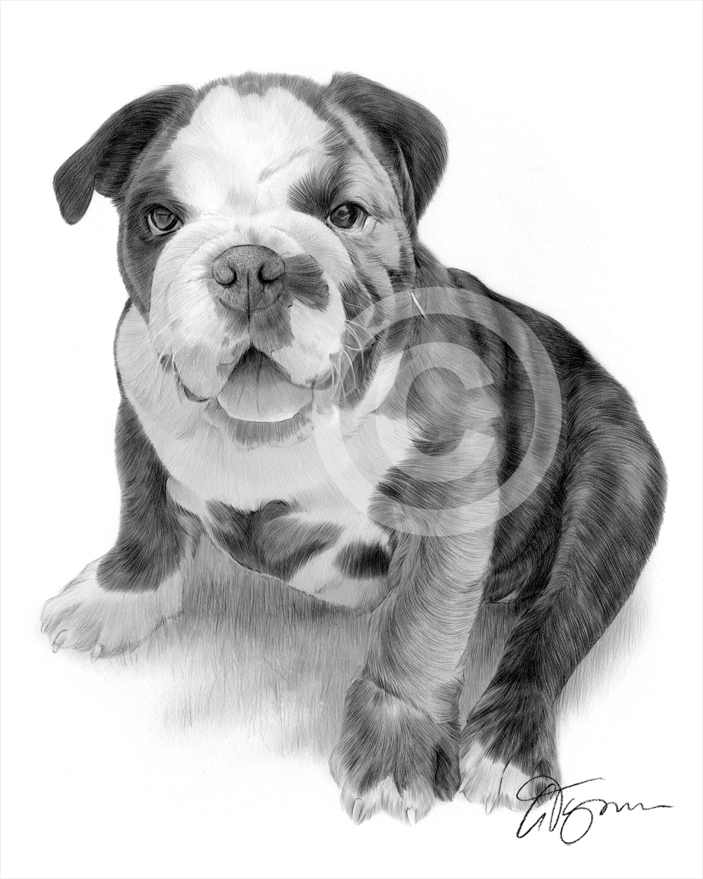 1000x1250 Pencil Drawing Commission Of An English Bulldog Puppy - Bulldog Puppy Drawing