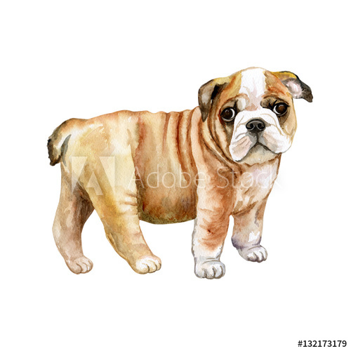 500x500 Watercolor English Bulldog Puppy Isolated On Whit Background - Bulldog Puppy Drawing