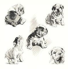 236x238 Best Bulldogs Drawing Images In English Bulldogs - Bulldog Puppy Drawing