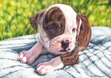 375x263 American Bulldog Puppy Drawing - Bulldog Puppy Drawing
