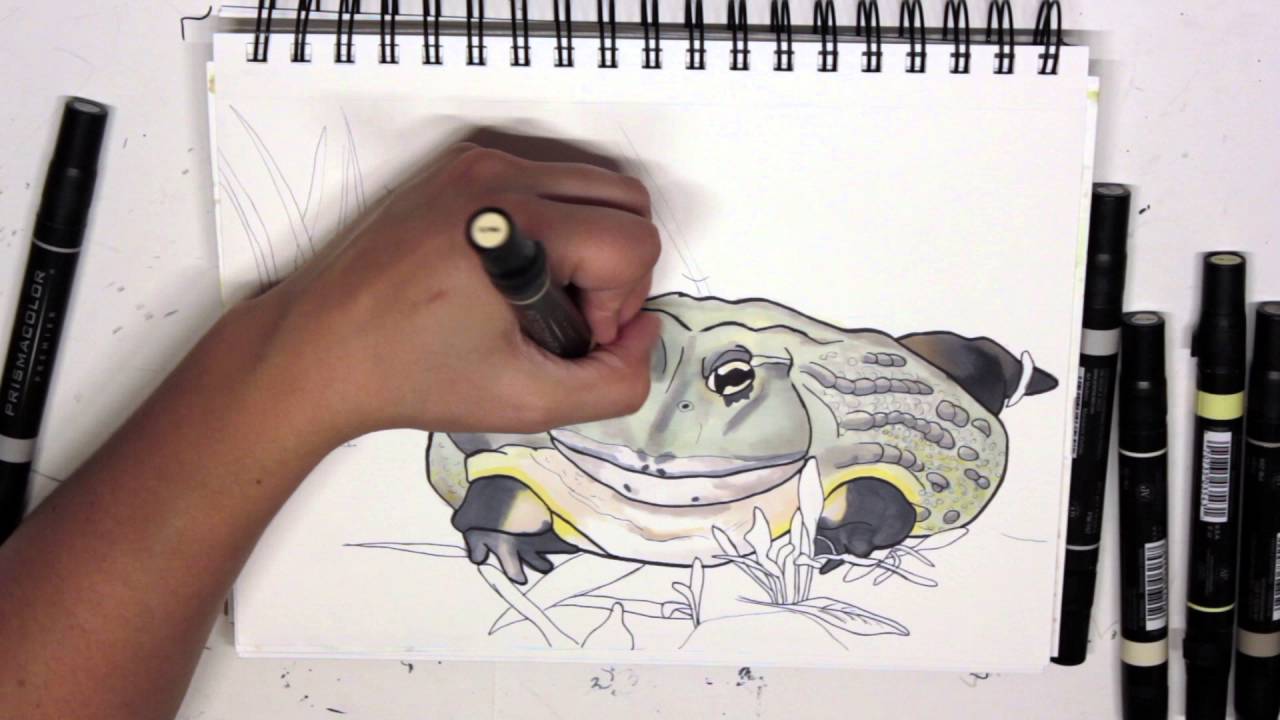 1280x720 Bullfrog Drawing Coloring - Bullfrog Drawing